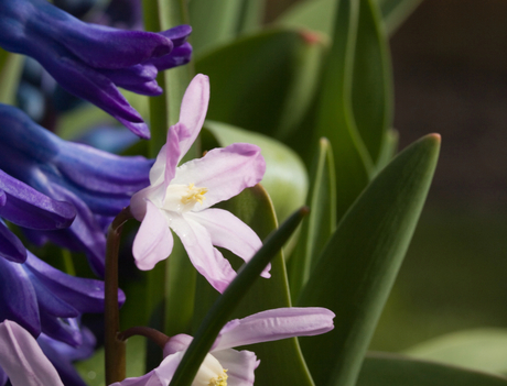 heerlijk lente