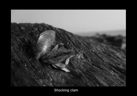 Shocking clam