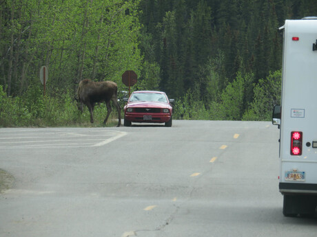 Moose Traffic