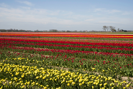 tulpenveld in Noord-Groningen