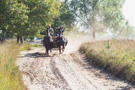 Paarden in de Kampina.jpg