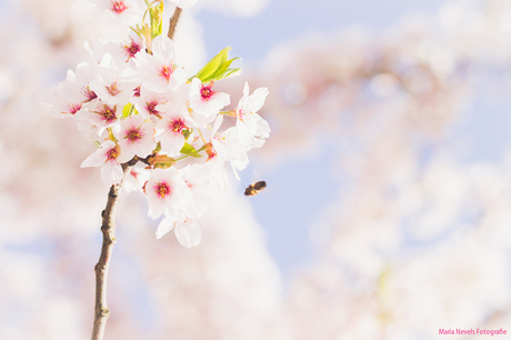 Lente in Westerpark