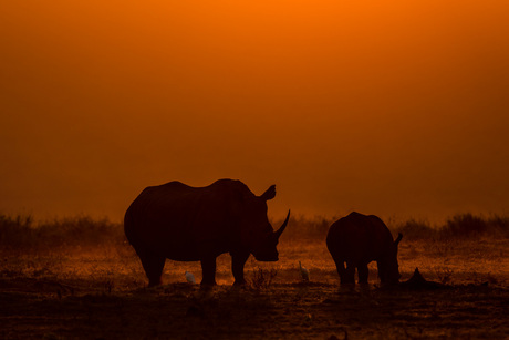 Mama and baby Rhino during sunset