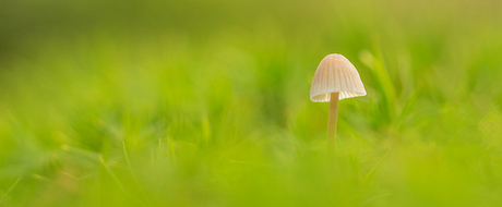 Eenzame paddenstoel