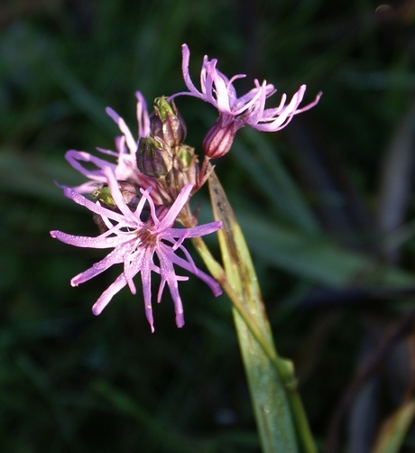 echte koekoeksbloem