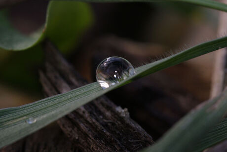 Waterdruppel op grasspriet