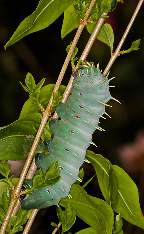 Rups Herculesvlinder