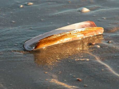 Schelp op Zand