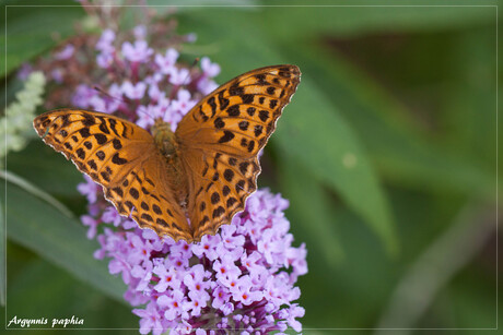 Argynnis paphia