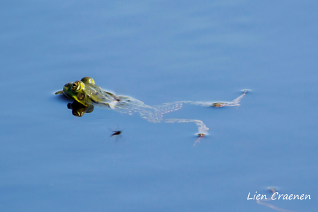 swimming frog