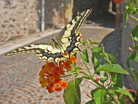 Vlinder in Italië