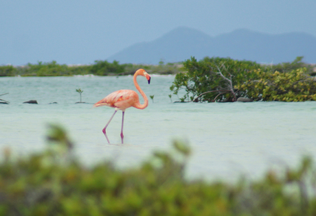 Flamingo Bonaire