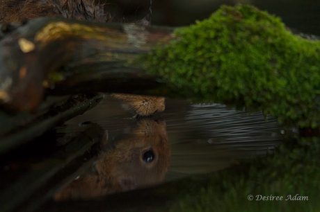 Dorst