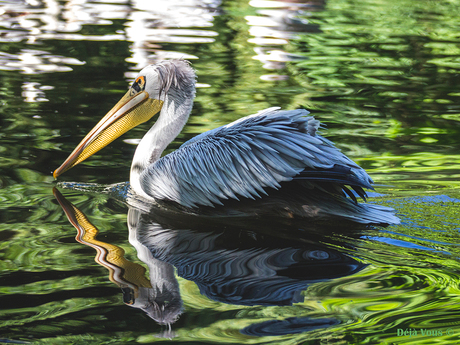 Pelican Brief Reflections