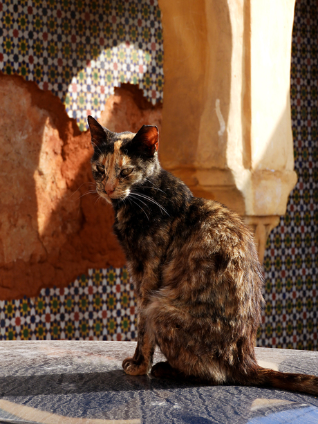 Kat in de Kasbah