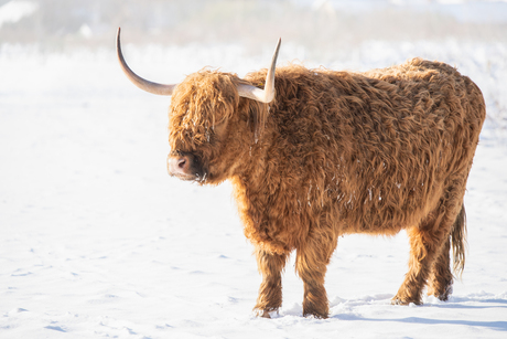 Schotse Hooglander II