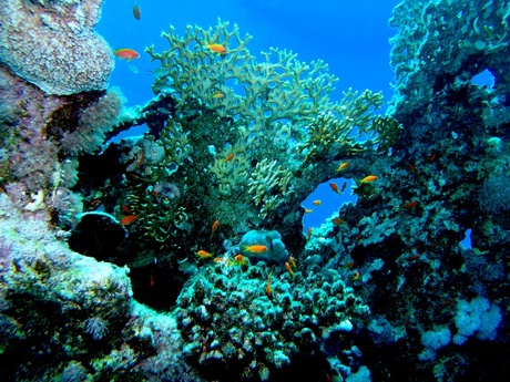 koraaltuin