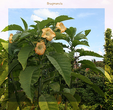 Brugmansia