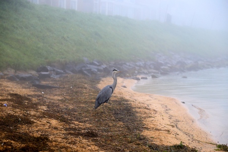 Reiger in Volendam