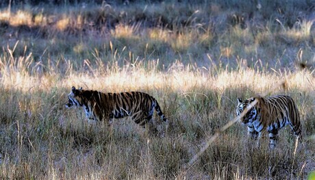 Mijn Tijger Safari reis naar India