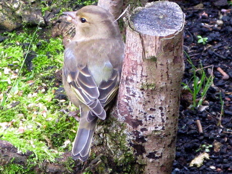 De Vink