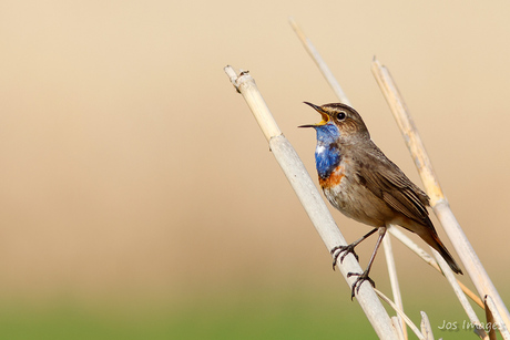 Uit volle Blauwe borst