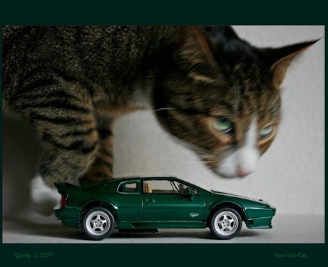 Fast Cat Car