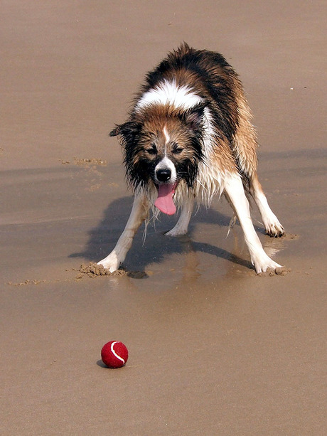 Please throw my ball!