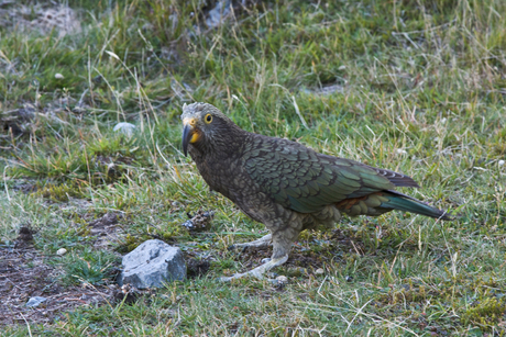 Kea