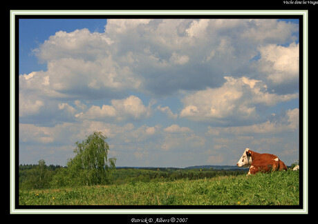 Vache en Voges