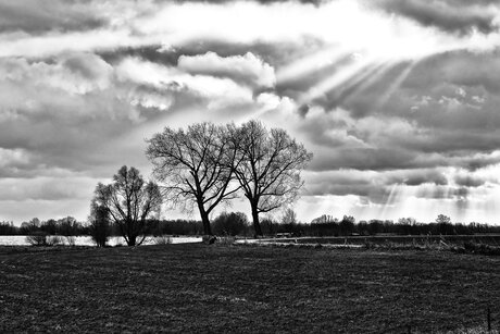 Bomen aan rivier De Waal