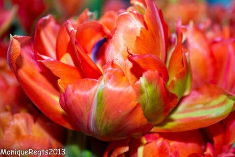 Tulp