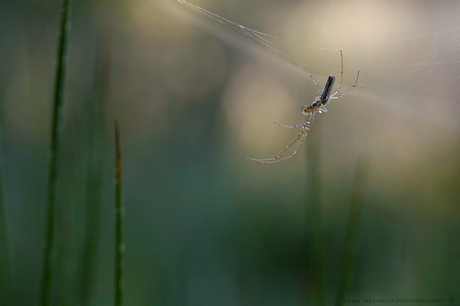 Anansi