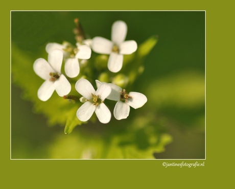 Kleine witte bloem