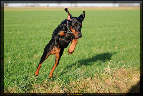 Jumpende Doberdame