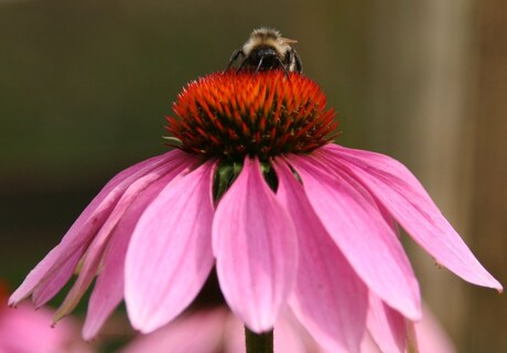 Bij op bloem