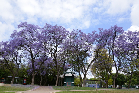 Jacaranda