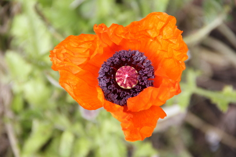 Kreuk Papaver