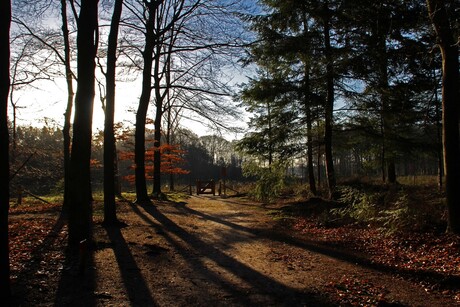 Wandeltocht lage vuursche