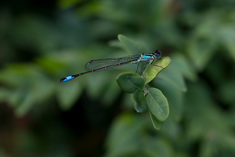 Dragonfly II