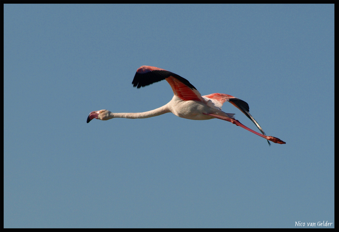 Overvliegende flamingo - van geld1846 Dieren