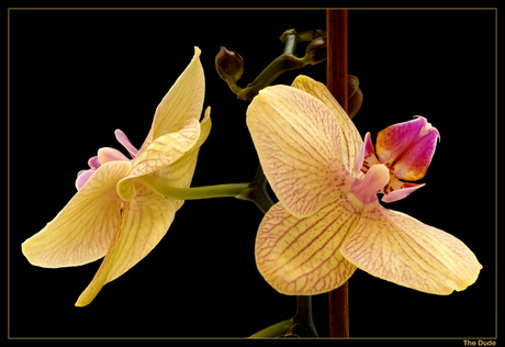 M'n Ma's Orchideetjes