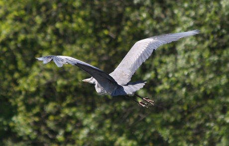 Reiger (5)