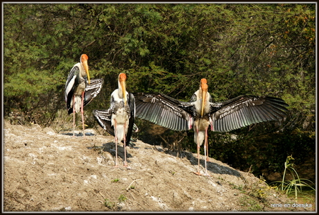 the painted stork