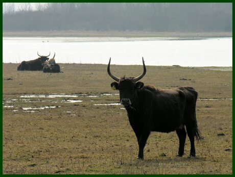 Natuur Flakkee III