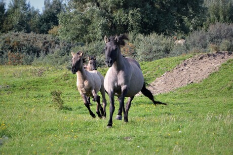 paarden