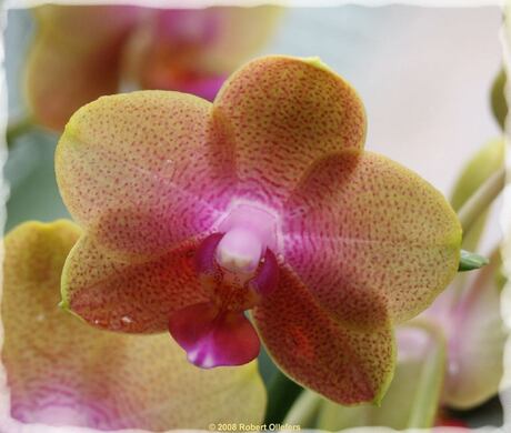 Orchidee 2