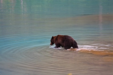 Grizzly Blues