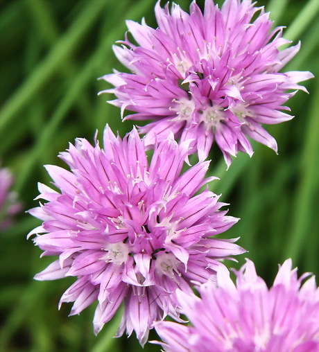 allium