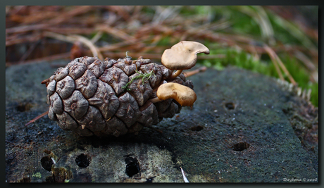 Dennenappel Schoorlse duinen